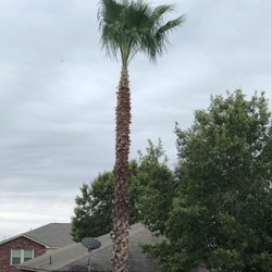 Jesus Luna Tree Service - Palm tree