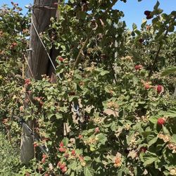 Bacchini's Farm - Black berriez