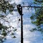 Photo of Treebulance Tree Service