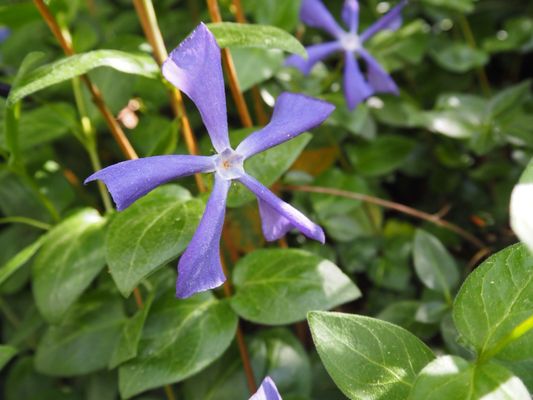 Tropical Greenhouse by null