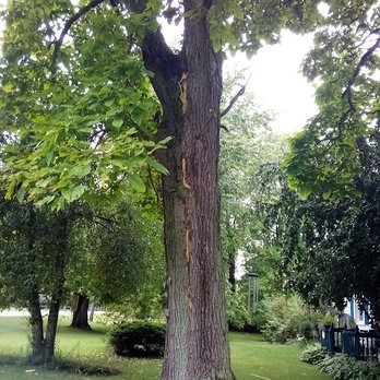 North East Ohio Tree Service - Tree Services Near Me North East Ohio Tree Service - Tree Services Near Me