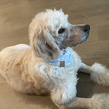 Classy Canine's Wiggle Rumps - Pet Groomers Near Me - Castrovalley, California