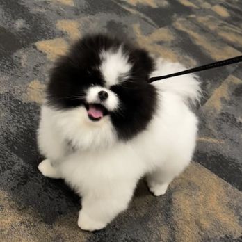 What The Fluff - Pomeranian scissor trim - Pet Groomers Near Me - Jacksonville, Florida What The Fluff - Pomeranian scissor trim - Pet Groomers Near Me - Jacksonville, Florida