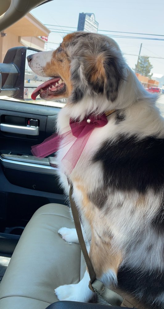 ANIMAL CLIPS GROOMING Updated September 2024 13 Photos & 15 Reviews