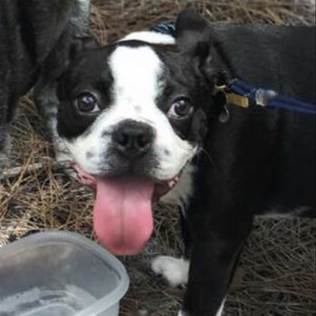 Third Day Dog Training - Pet Training Near Me Third Day Dog Training - Pet Training Near Me