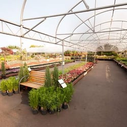 Kiwi Nurseries