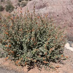 Sienna Hills Park - Shrubs beginning to Bloom in the Spring