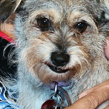 Aztec Pet Hospital - Chrystal - Veterinarians Near Me - Harker Heights, Texas