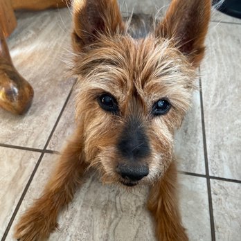 Puppy Salon - Frequent visitor. It's about that time for another cut. This shop is amazing and extremely kind to my pet.  Thank you! - Pet Groomers Near Me - Whittier, California