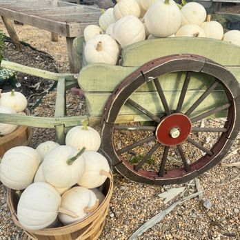 Mary's Place - White Pumpkins - Fruits & Veggies Near Me - Bryant, Arkansas Mary's Place - White Pumpkins - Fruits & Veggies Near Me - Bryant, Arkansas