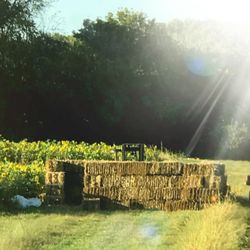 Country Bumpkins Pumpkin Patch - Lubovich Straw Maze