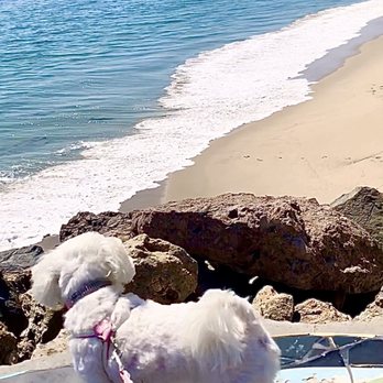 Malibu Bluffs Park - Fendi and I look beyond the Malibu beach waves. Reflecting and Missing our Dad on Father's Day XO - Parks Near Me - Malibu, California Malibu Bluffs Park - Fendi and I look beyond the Malibu beach waves. Reflecting and Missing our Dad on Father's Day XO - Parks Near Me - Malibu, California