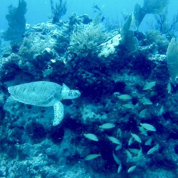 Amoray Dive Resort - Sea turtle - Resorts Near Me - Key Largo, Florida Amoray Dive Resort - Sea turtle - Resorts Near Me - Key Largo, Florida