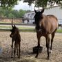Santa Fe Equine Associates, PLLC