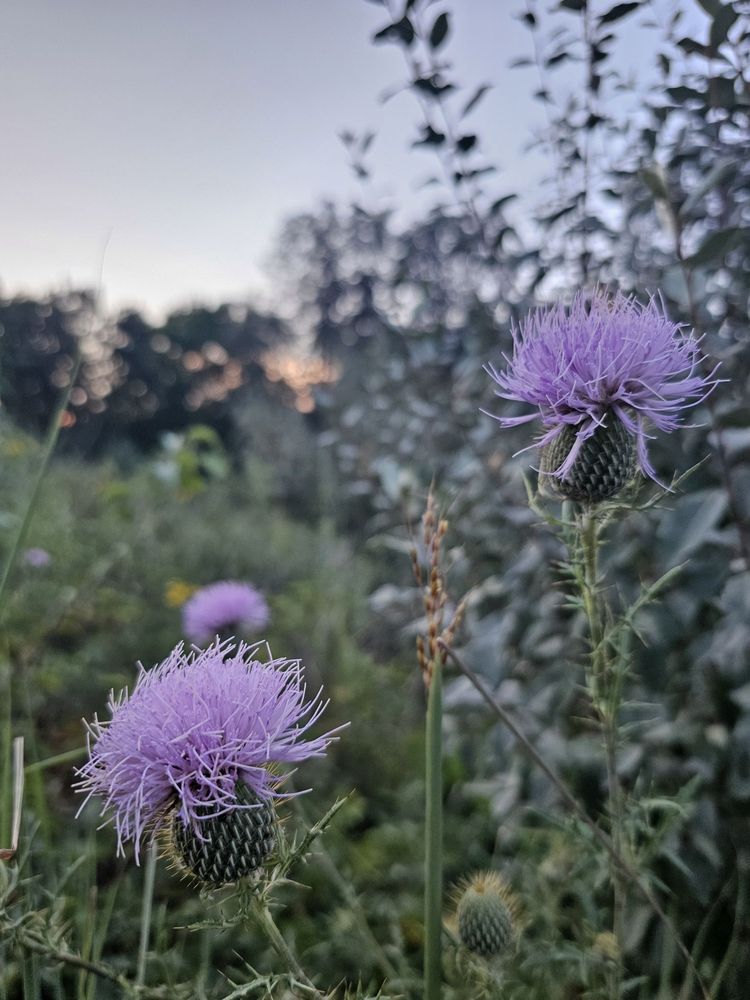 Social spots from Bluffton University Nature Preserve