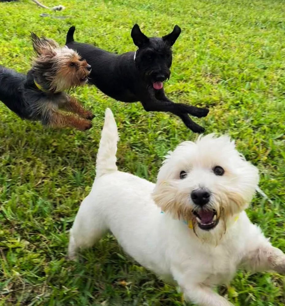 Dog Dude Ranch of Miami Image