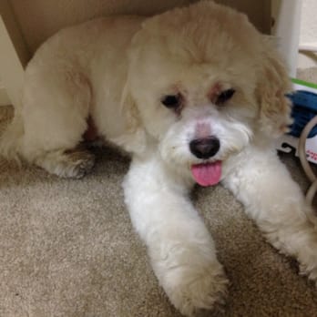PetSmart - Teddy bear cut from the groomers - Pet Stores Near Me - Sacramento, California PetSmart - Teddy bear cut from the groomers - Pet Stores Near Me - Sacramento, California