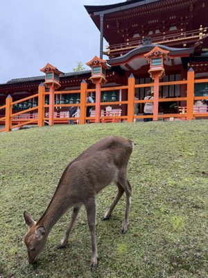 Kasugataisha Shrine by null