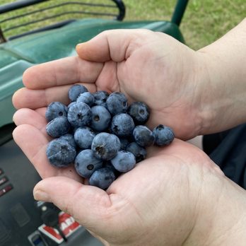 Azure Acres - Handful of big sweet blueberries - Pick Your Own Farms Near Me - Clio, Michigan Azure Acres - Handful of big sweet blueberries - Pick Your Own Farms Near Me - Clio, Michigan