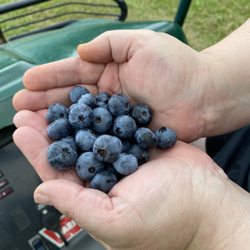 Azure Acres - Handful of big sweet blueberries
