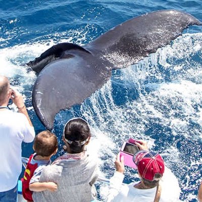 Davey's Locker Whale Watching & Sportfishing by null