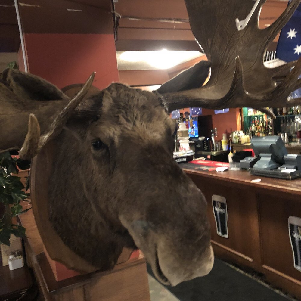 Moose's Down Under - Moose Head...duh! - Pubs Near Me - Vancouver, British Columbia Moose's Down Under - Moose Head...duh! - Pubs Near Me - Vancouver, British Columbia