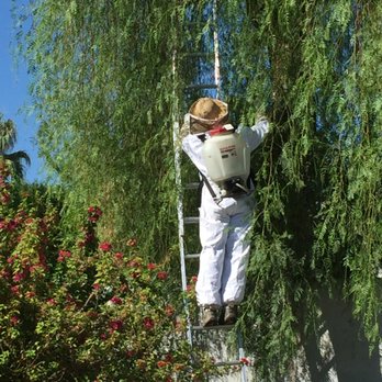 Renegade Pest Control - Pest Control Near Me - Rancho Mirage, California Renegade Pest Control - Pest Control Near Me - Rancho Mirage, California