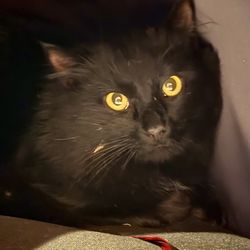 Balsam Animal Hospital - Tobie my fully feral rescue.