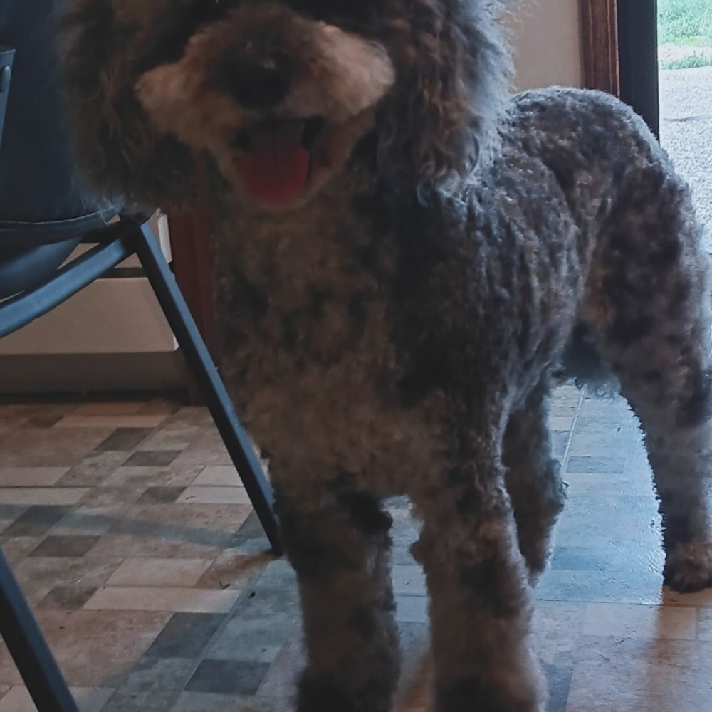 ACCENT PETS Updated August 2024 389 Photos 1600 S Country Club Dr