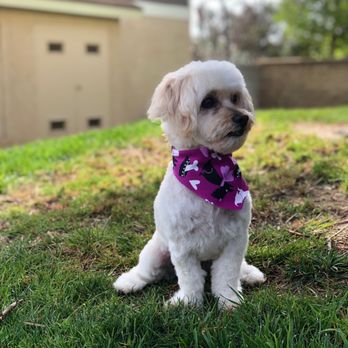 Viva La Pooch - Pet Groomers Near Me - Mission Viejo, California Viva La Pooch - Pet Groomers Near Me - Mission Viejo, California