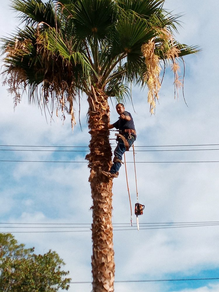 JOSE’S GARDENING & TREE SERVICES Updated September 2024 78 Photos