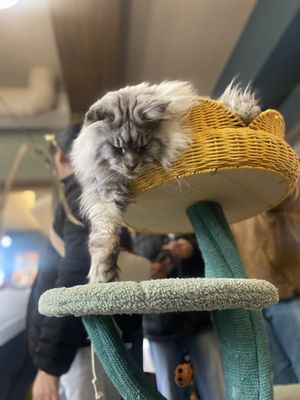 Catzen Coffee by null