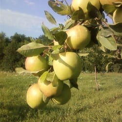 Donnie Appleseed Orchard - Orchard fresh apples!