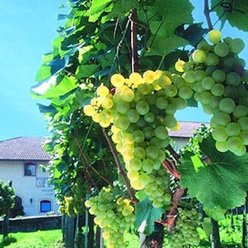 Cantina Andriano - Chardonnay auf Spallier - Beer, Wine & Spirits Near Me - Andriano, BZ