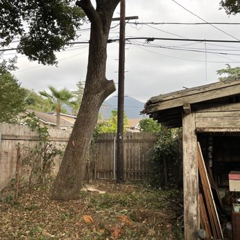 Santiago’s Landscape Services - Live oak that had been a major threat to garage. Now safe and balanced. Healthy! - Tree Services Near Me Santiago’s Landscape Services - Live oak that had been a major threat to garage. Now safe and balanced. Healthy! - Tree Services Near Me