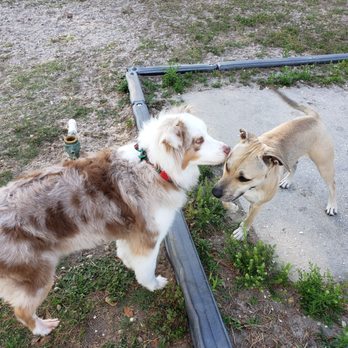 Mango Dog Park - Dog Parks Near Me - Seffner, Florida Mango Dog Park - Dog Parks Near Me - Seffner, Florida