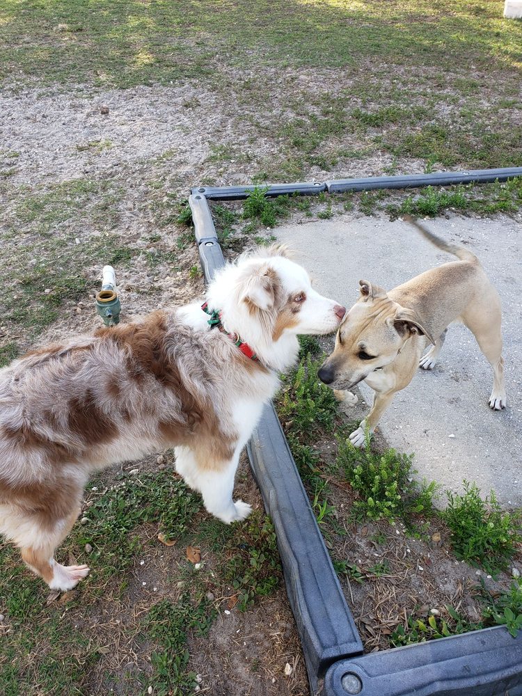 MANGO DOG PARK 23 Photos & 31 Reviews 11717 Clay Pit Rd, Seffner