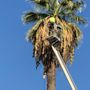 Photo of Squirrel Tree Service