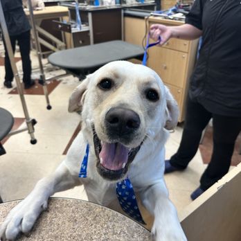 PetSmart - Pet Training Near Me - Boynton Beach, Florida