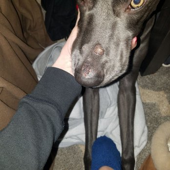 Dogtopia - Pet Sitting Near Me - Chantilly, Virginia Dogtopia - Pet Sitting Near Me - Chantilly, Virginia