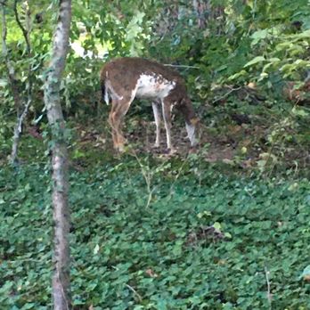 Rose Lane Park - Piebald Deer - so awesome to be so close in harmony. - Parks Near Me - Annandale, Virginia