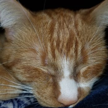 Sunshine Animal Hospital - My baby - Veterinarians Near Me - Poway, California