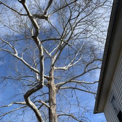 Joe's Limbin N Trimmin, SP - Sycamore removal #10