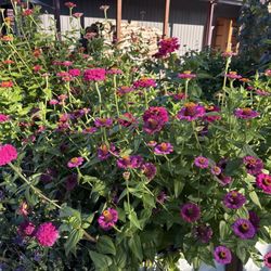 Day Dream Farm Winery - Bumblebee Nirvana