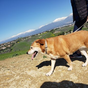 Eucalyptus Trail Loop - My dog liked the hike...easy hike for dogs - Hiking Near Me - Chino Hills, California Eucalyptus Trail Loop - My dog liked the hike...easy hike for dogs - Hiking Near Me - Chino Hills, California