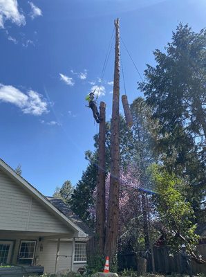 Why choose Advance Tree Service and Landscaping? - Advanced Tree Service and Landscaping in Southern Oregon provides professional service to keep your trees and landscaping safe and healthy. We have established our business on the premise that providing superior service with an unparalleled commitment to customer satisfaction will help grow our business through positive word of mouth.
Our technicians take great care to ensure damaged or dangerous trees are trimmed or removed in a safe manner. We have the resources and experience necessary to provide a variety of services, including:
We are bonded and insured and will be happy to provide references.
Keep your trees and landscaping healthy and vibrant with the help of Advanced Tree Service & Landscaping. We will go to great lengths to make sure you are completely satisfied with every aspect of our service.
Owner and Master Arborist Will Danielson is a graduate of Oregon State University and has served in the US Marines. As a Vietnam veteran Will is proud to offer Military discounts to all veterans and active military. Advanced Tree also offers senior discounts and we are always happy to offer a free estimate.
Call Advanced Tree Service today for fast, professional & experienced tree services. Why choose Advance Tree Service and Landscaping? - Advanced Tree Service and Landscaping in Southern Oregon provides professional service to keep your trees and landscaping safe and healthy. We have established our business on the premise that providing superior service with an unparalleled commitment to customer satisfaction will help grow our business through positive word of mouth.
Our technicians take great care to ensure damaged or dangerous trees are trimmed or removed in a safe manner. We have the resources and experience necessary to provide a variety of services, including:
We are bonded and insured and will be happy to provide references.
Keep your trees and landscaping healthy and vibrant with the help of Advanced Tree Service & Landscaping. We will go to great lengths to make sure you are completely satisfied with every aspect of our service.
Owner and Master Arborist Will Danielson is a graduate of Oregon State University and has served in the US Marines. As a Vietnam veteran Will is proud to offer Military discounts to all veterans and active military. Advanced Tree also offers senior discounts and we are always happy to offer a free estimate.
Call Advanced Tree Service today for fast, professional & experienced tree services.