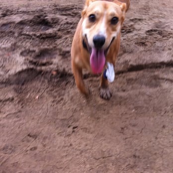 Action Dog! - Dog Walkers Near Me