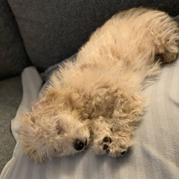 Gimme. Paw - Lester passed out after the class, dreaming about all he's learned - Pet Training Near Me Gimme. Paw - Lester passed out after the class, dreaming about all he's learned - Pet Training Near Me