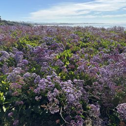 Purple everywhere! It's my favorite color!