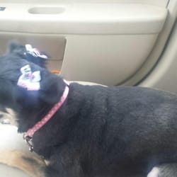 R-Tailz-R-Waggin Too - Cookie looks happy! Not sure why my sister is letting her ride in the front seat though. Lol